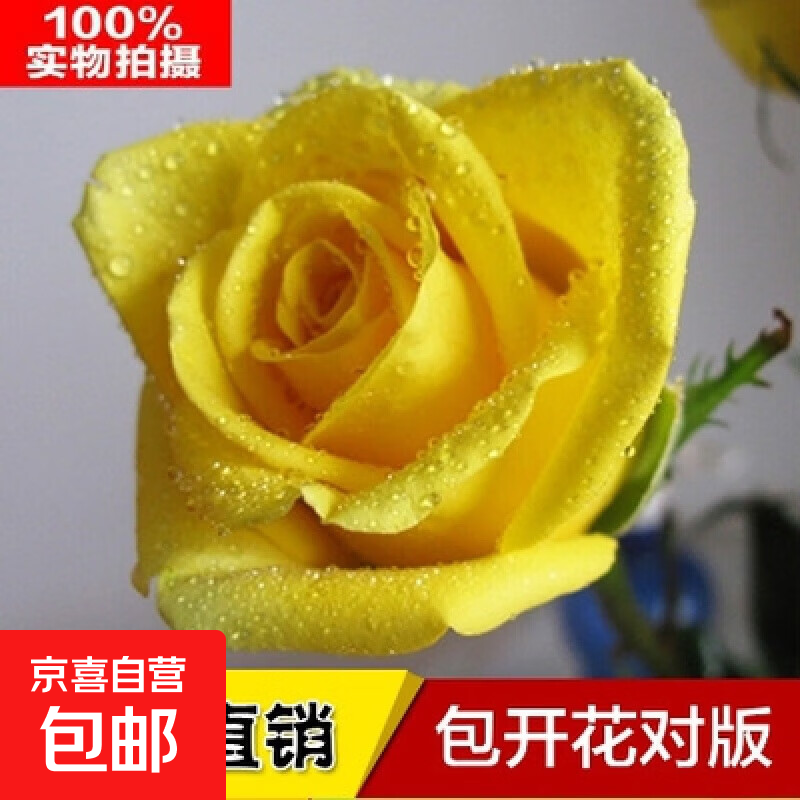 玫瑰花苗老桩绿植物盆栽月季蔷薇老根室内外阳台庭院特大花卉四季 15黄玫瑰（老桩苗四季开花）)