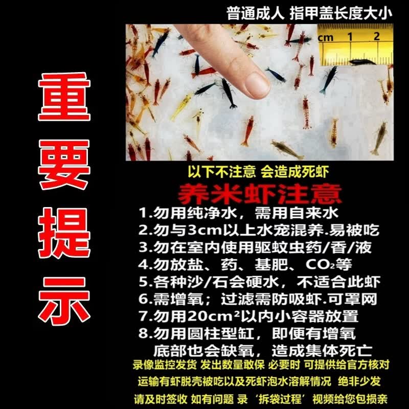 御趣七彩观赏虾淡水除藻虾极火虾蓝宝石虾金背黄金米虾宠物虾彩色小虾 【随机6色】40+15抵损1-1.5cm