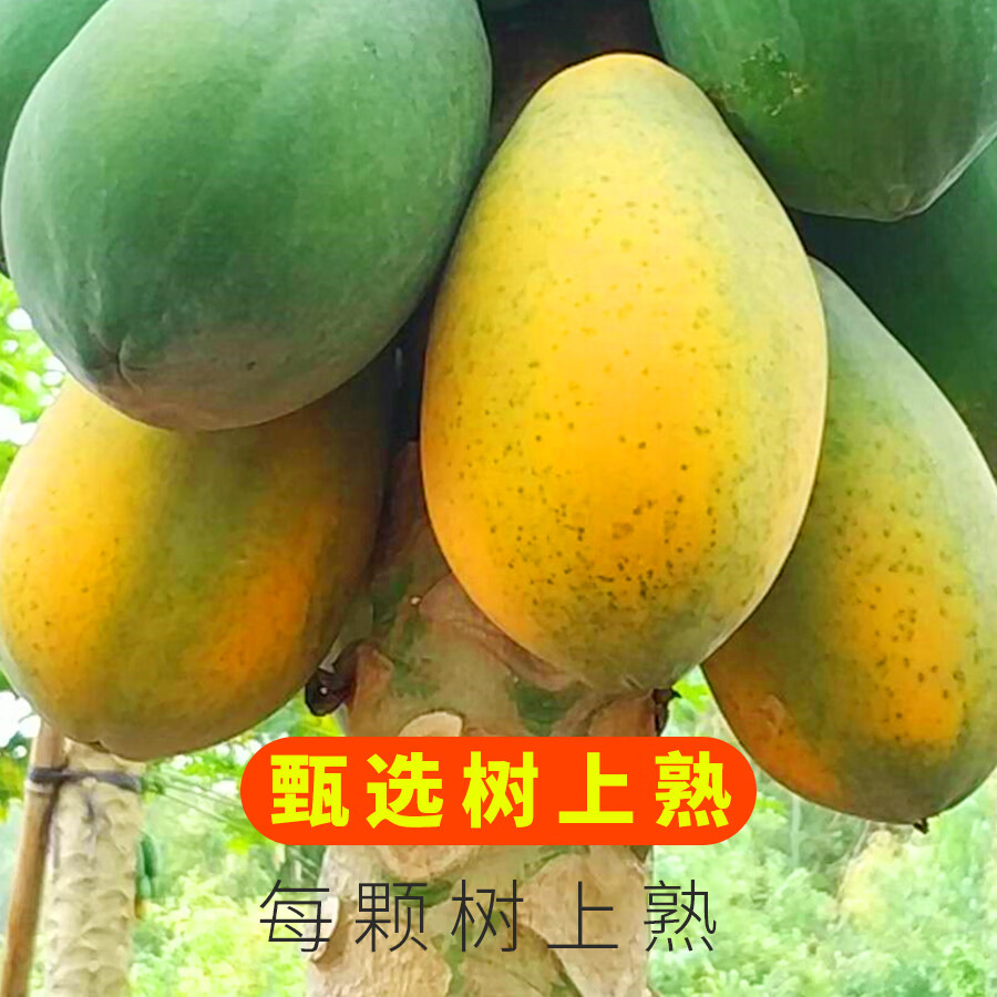 川粤蓉姐正宗雷州冰糖心红心木瓜 精品果 新鲜现摘 软糯香甜 当季水果 精品果净重4.6-5斤 2-4个装【家庭装】