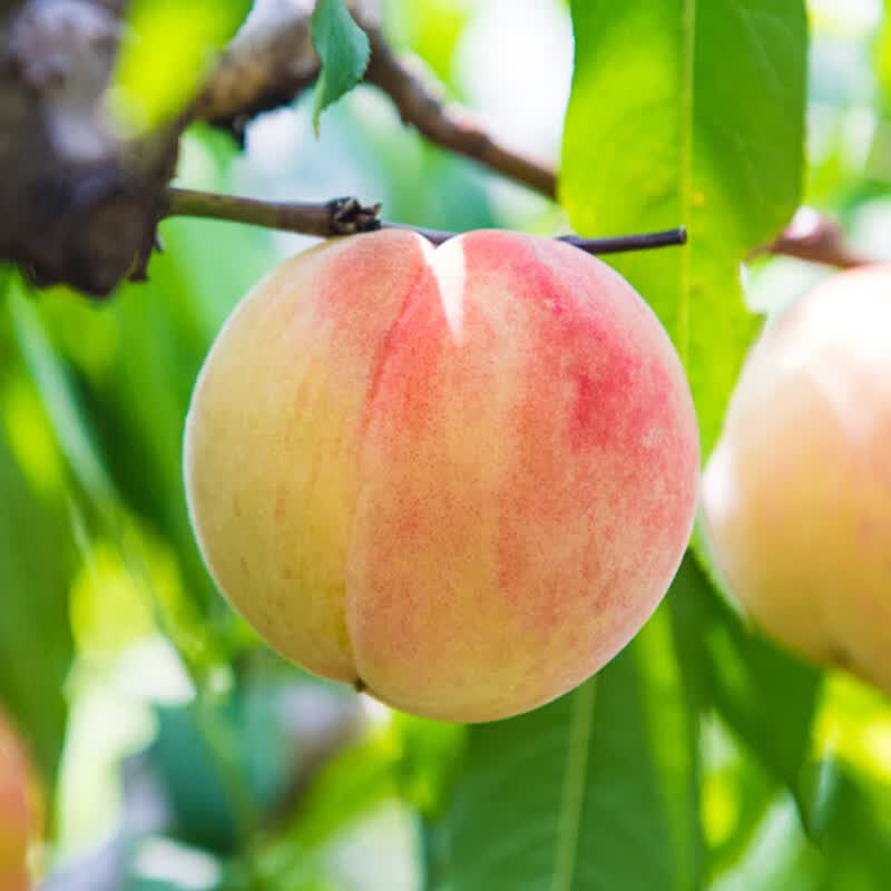 阳山水蜜桃 正宗无锡阳山水蜜桃 时令水果桃子 端午节日礼盒送礼 一级果4-5两8个礼盒净重3.2斤多