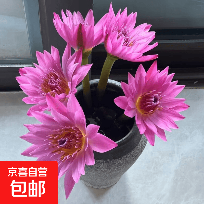 鲜采睡莲鲜花基地直发母亲节520礼物带花苞水培鲜切花客厅插花 粉色35CM5支