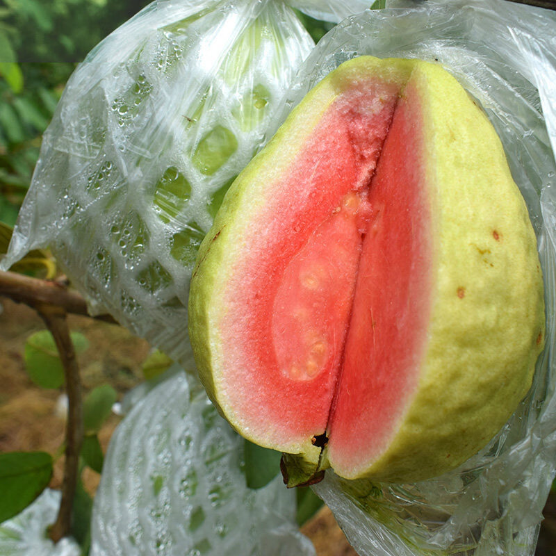 鲜宝道广西红心芭乐新鲜采摘脆甜 2斤红心芭乐单果100-200克净重2斤