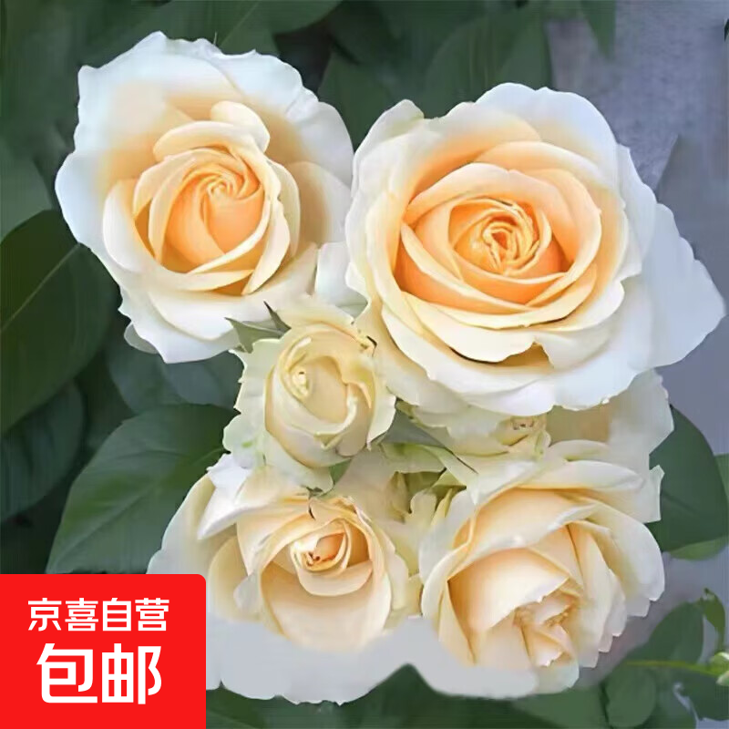 õ�廨����׮�¼�Ǿޱ 18����ѩɽ �ϸ����� �ļ����� ��������̨ͥԺ�ش󻨻� 1.3Ԫ