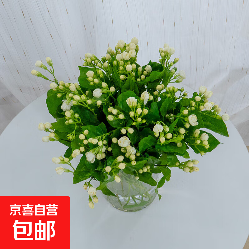 【顺丰冷链】茉莉鲜切花基地直发香味水养家庭插花鲜花礼物 茉莉1扎（20-25枝）【长度30-40cm】