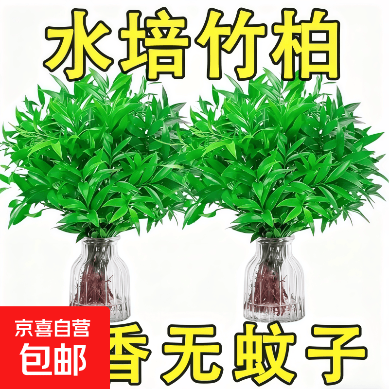 渠道专享驱蚊竹柏水培植物大棵绿植花卉客厅办公室内桌面盆栽好养 精品驱蚊竹柏：高20-25cm【5棵】不含瓶