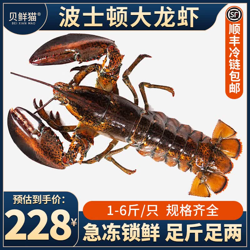 贝鲜猫加拿大进口波士顿龙虾冰鲜冷冻特大波龙大虾生鲜水产虾类海鲜 鲜冻波龙【2.1-2.5斤/只】