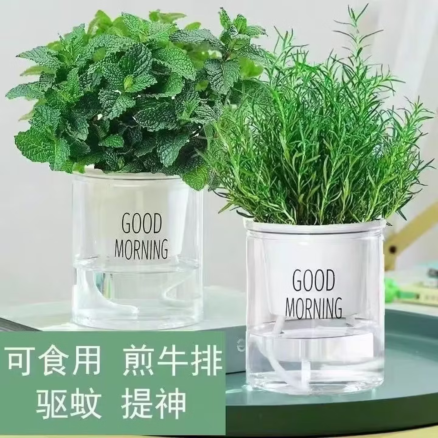 薄荷迷迭香盆栽可食用绿植桌摆驱蚊好养易活清香提神净化空气植物 各一盆