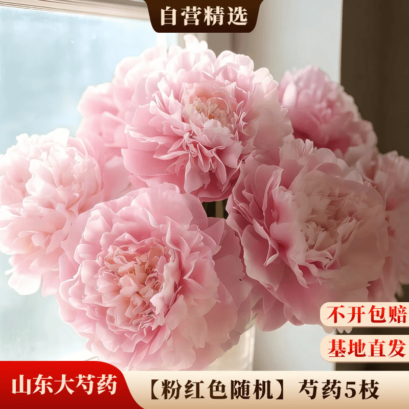 京东鲜花山东重瓣A级大头芍药【粉红色随机】随5枝基地现采源头直发