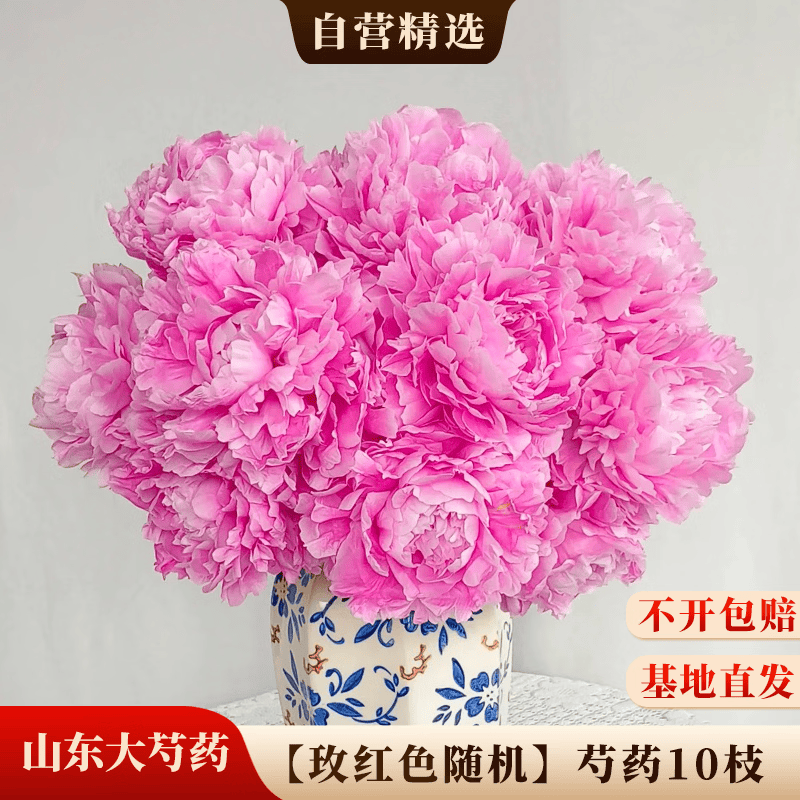京东鲜花山东A级大头芍药【玫红色系】随机10枝基地现采源头直发