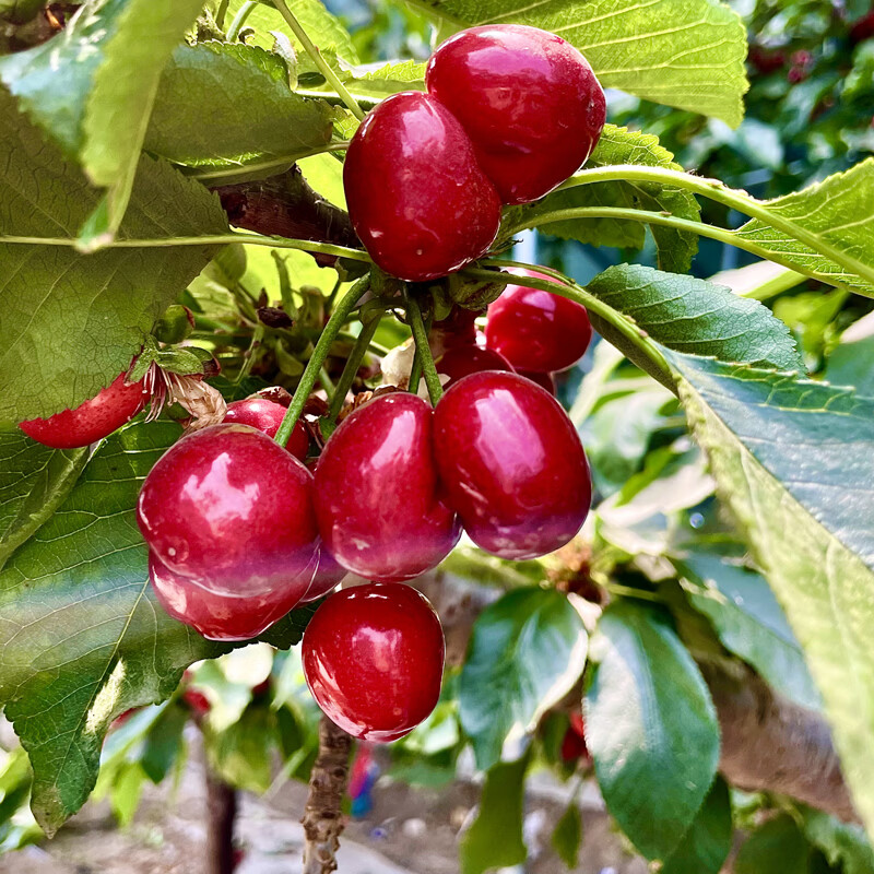 鲁禧海岸山东大樱桃 国产车厘子水果礼盒 JD多地次日达 送朋友长辈1 3斤(净重) 提前囤 五一爽 【假期特供】XL 24-26mm
