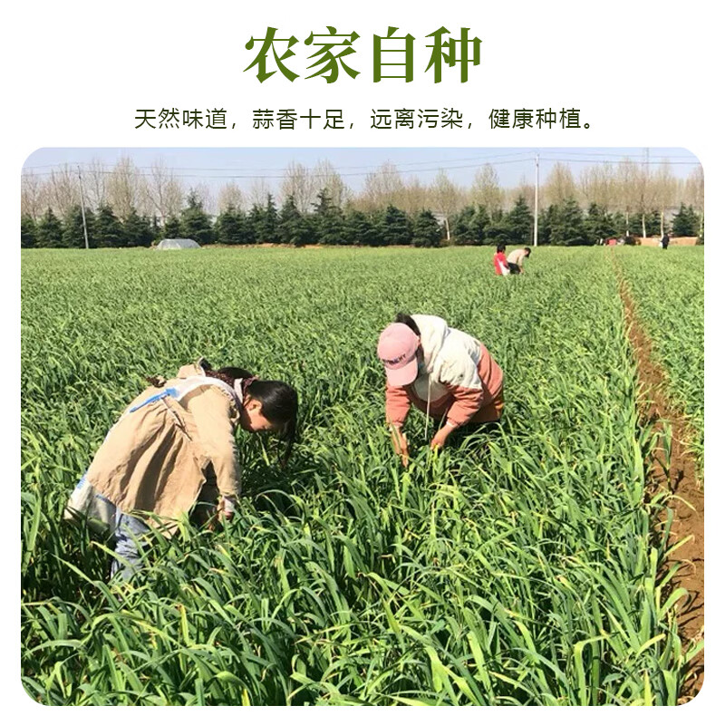 薏品甄鲜河南当季农家自种蒜薹 头茬精品蒜薹 生鲜蔬菜 凉拌炒制皆可 净重4.5斤