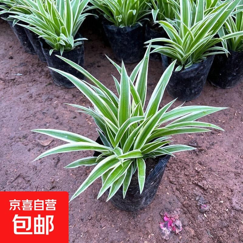 金边金心吊兰植物室内好养盆栽花卉四季常绿可水养水培绿植易活 小盆金边吊兰高10-15厘米一盆3-4棵苗