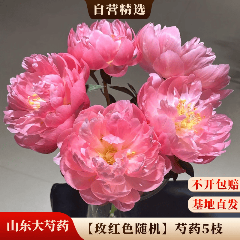 京东鲜花山东A级大头芍药【玫红色系】随机5枝基地现采源头直发