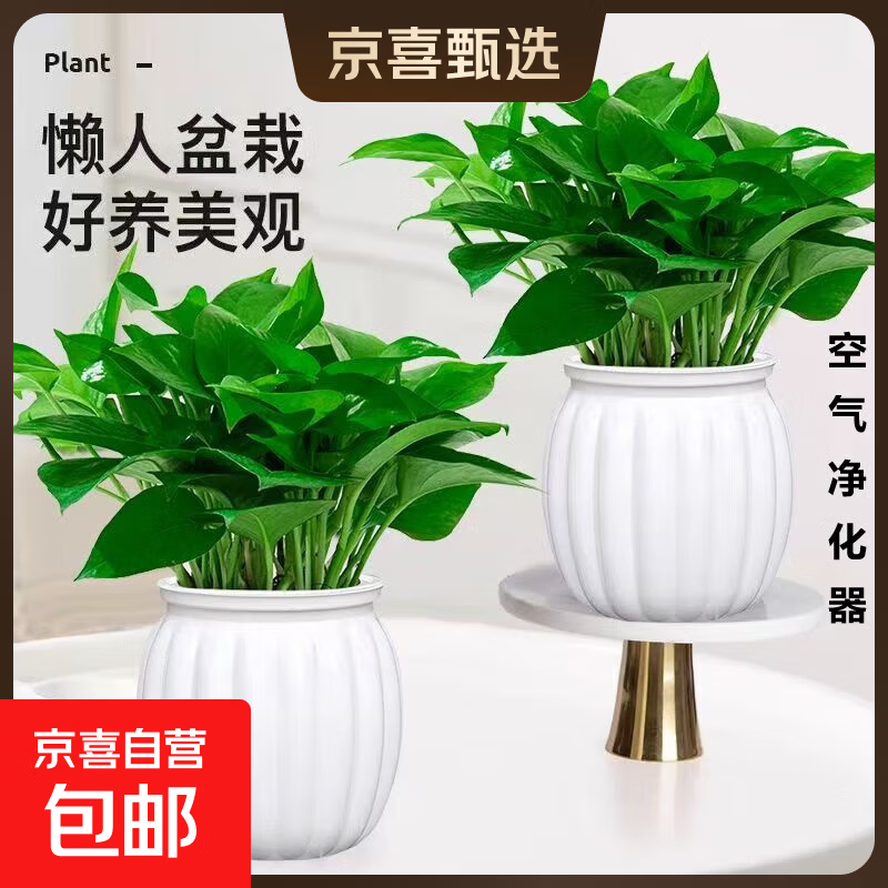 特价绿萝盆栽室内客厅办公室吸甲醛净化空气水培植物绿植花卉好养 【爆款2盆】绿萝+白色南瓜盆自吸水 整体含盆高度20-25cm