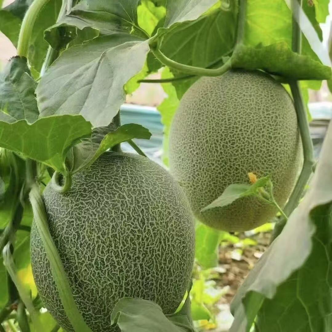 沐瑾正宗当季海南哈密瓜新鲜应季水果蜜瓜孕妇水果脆甜西州蜜包邮整箱 8.5-9斤3-5个
