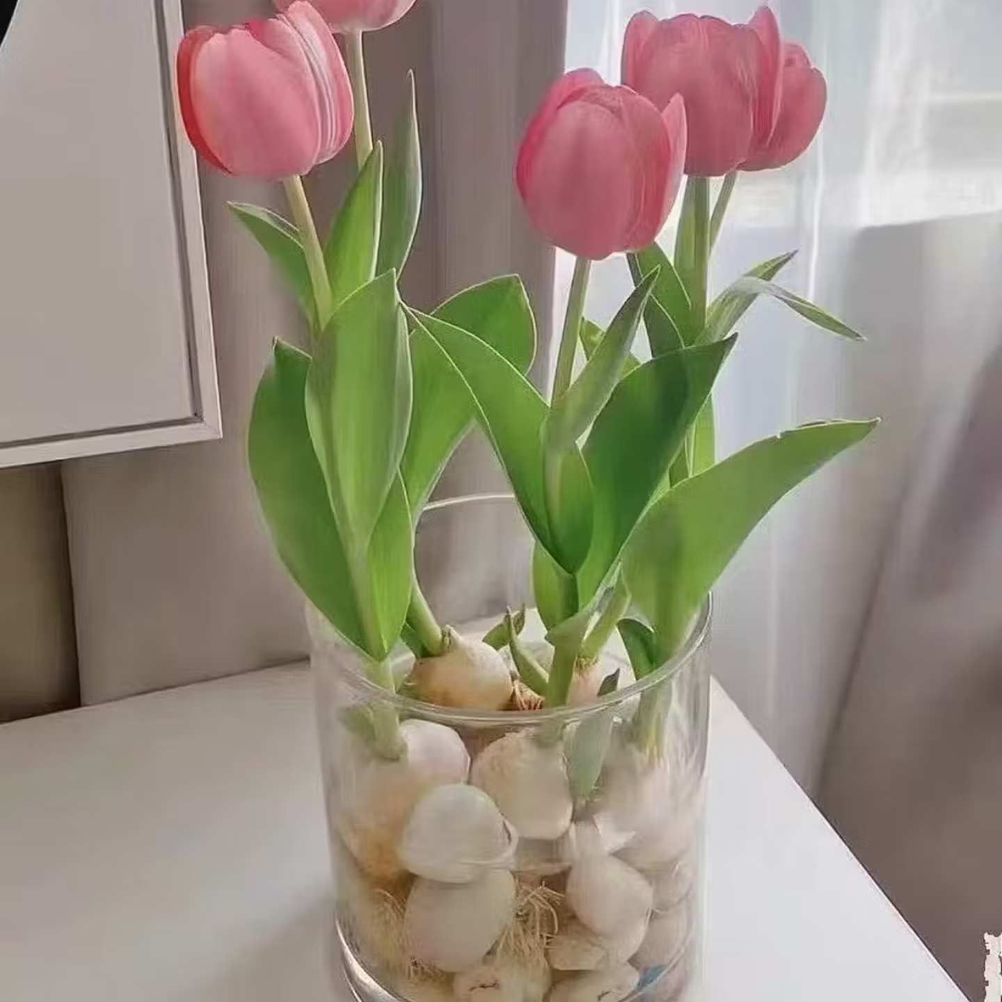 郁金香大种球四季水培土培耐寒花卉种子室内阳台水养植物 10颗加盆加营养液