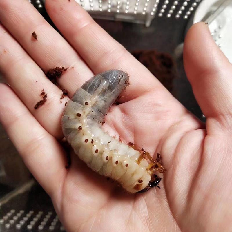 宠以沫(chong yimo)独角仙幼虫宠物大个体甲虫活物活体包活 幼虫一只