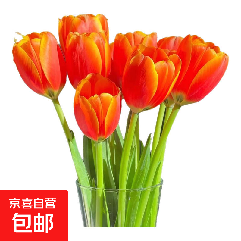 郁金香鲜花随机色云南源头直发3 随机色郁金香20枝