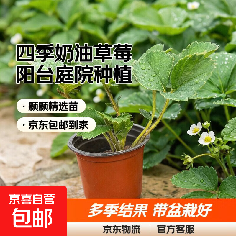 四季奶油草莓苗盆栽南方北方阳台水果庭院种植果树苗草莓大果超大 红颜草莓苗+肥料 双色杯1盆【高8cm直径8cm】