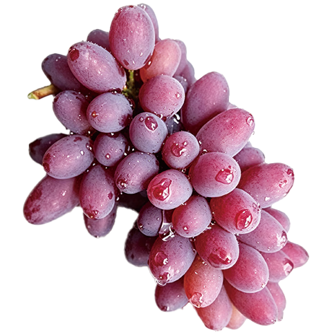 异果恋【顺丰】云南茉莉香葡萄脆甜无籽应季新鲜水果红提子多地次日达 净重2斤装（甄选好果）