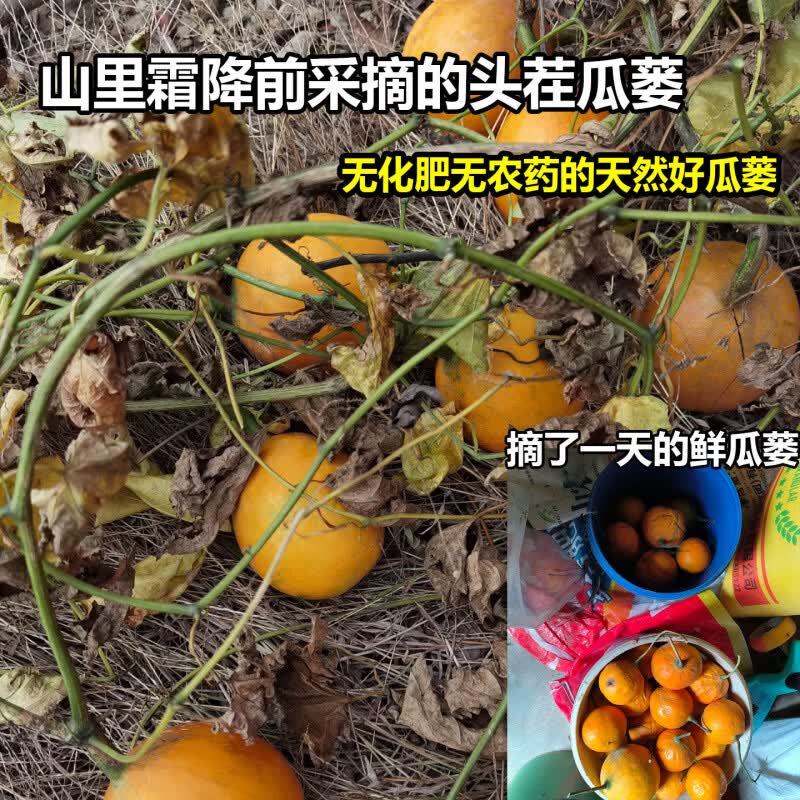 同仁堂（TRT）全瓜蒌中药材干货深山瓜蒌自然晒干无薰硫整个瓜蒌果新货精选瓜蒌 500g一斤[精选大整个瓜蒌] 1袋*1袋