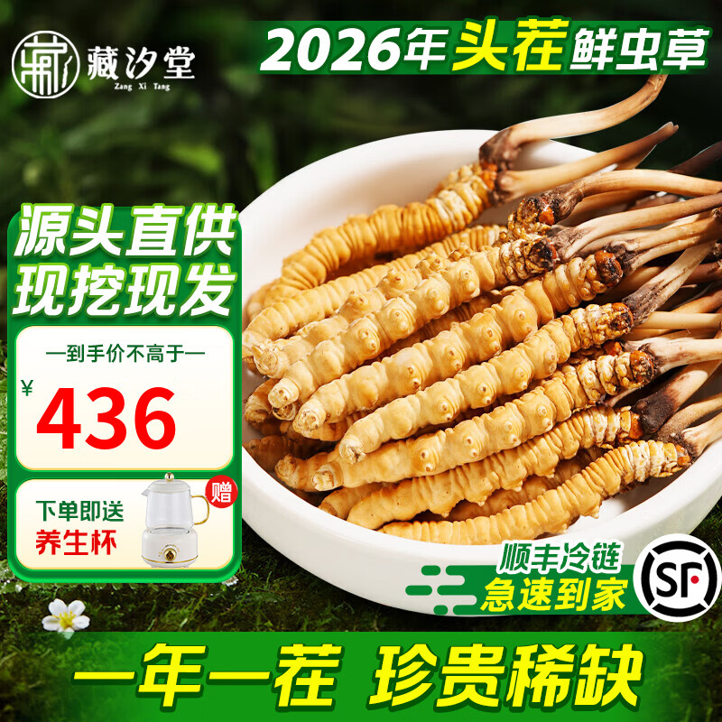 藏汐堂【2026年头茬鲜草】新鲜冬虫夏草 头期鲜虫草 滋补营养品 0.6克/条 15条*1盒