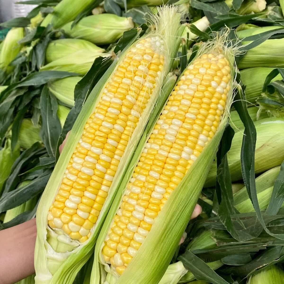 现摘水果玉米新鲜甜玉米嫩玉米新鲜玉米生吃爆浆即食代餐包邮 带箱(5-5.5斤)实惠装