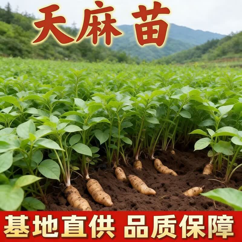 枳记家【正宗】高产天麻种苗高发芽率阳台盆栽秋冬种植高产蔬菜种子苗 天麻种苗【四季种植】 5颗高产天麻【基地直发】发芽率高