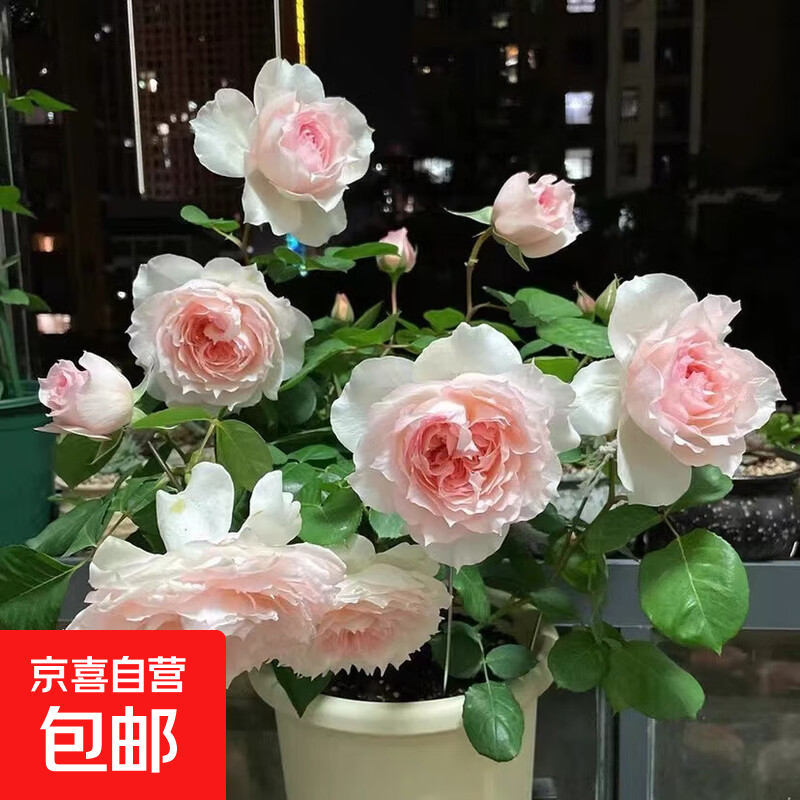 玫瑰花苗老桩绿植物盆栽月季蔷薇老根室内外阳台庭院特大花卉四季 48戴维（老桩苗四季开花）