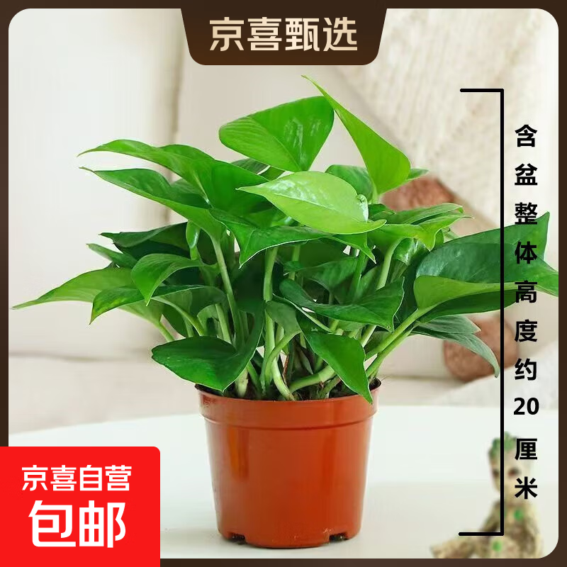 绿萝盆栽室内客厅办公室吸甲醛净化空气水培植物绿植花卉绿箩1 【1盆】绿萝+原盆原土 整体含盆高度20-25cm