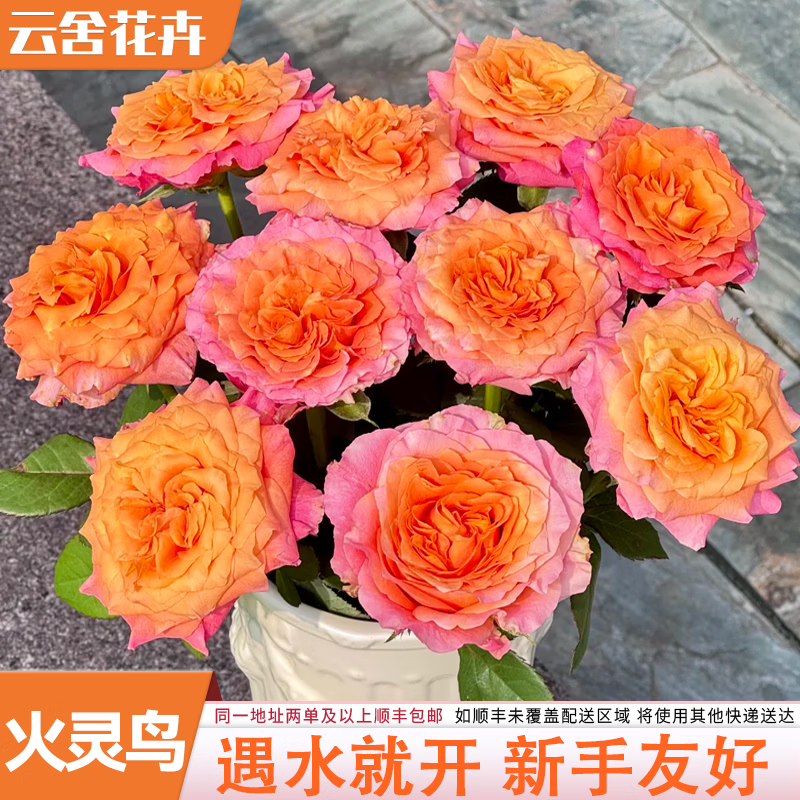 云舍花卉火灵鸟玫瑰水养鲜切花云南基地直发室内家居办公室插花包邮花束 【10枝】火灵鸟单头玫瑰