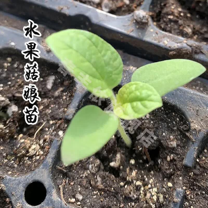 超甜大果金黄红洋姑娘果苗秧种子春秋四季灯笼果锦灯盆栽菇娘果籽