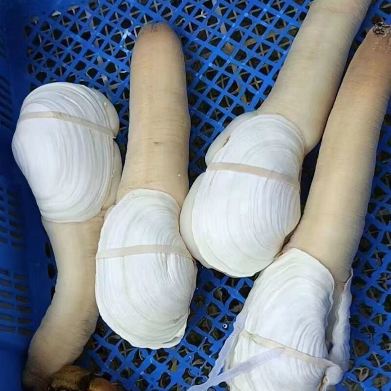 象拔蚌怎么挑『象拔蚌怎么挑选胆小的』