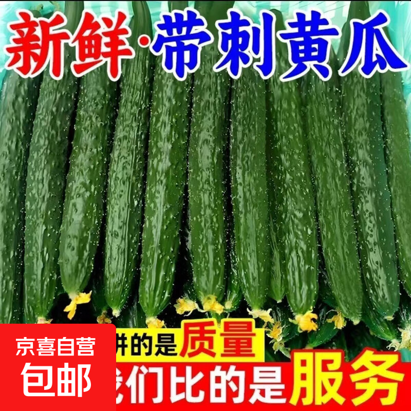 现摘现发新鲜黄瓜农家自种黄瓜脆嫩带刺黄瓜新鲜蔬菜 河南新鲜脆嫩带刺黄瓜 2斤 （净重 1.8斤）