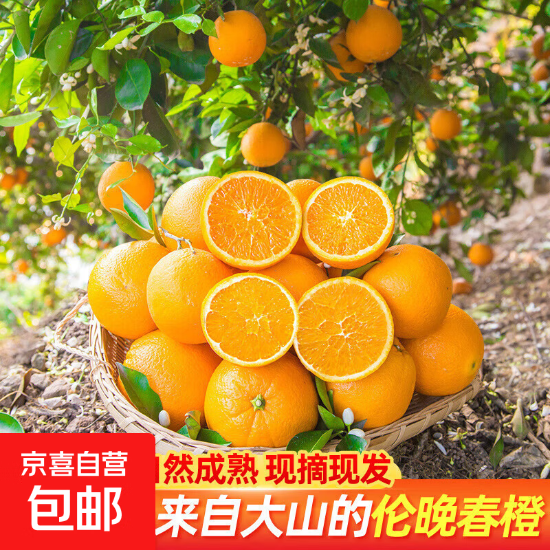 秭归伦晚春橙  湖北高山脐橙应季手剥甜心橙现摘现发水果礼盒 伦晚橙带箱2斤净重1.7斤60-65mm