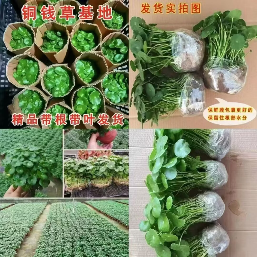铜钱草招财办公室桌面盆栽金钱草花卉室内水培植物净化吸甲醛绿植 两颗带盆