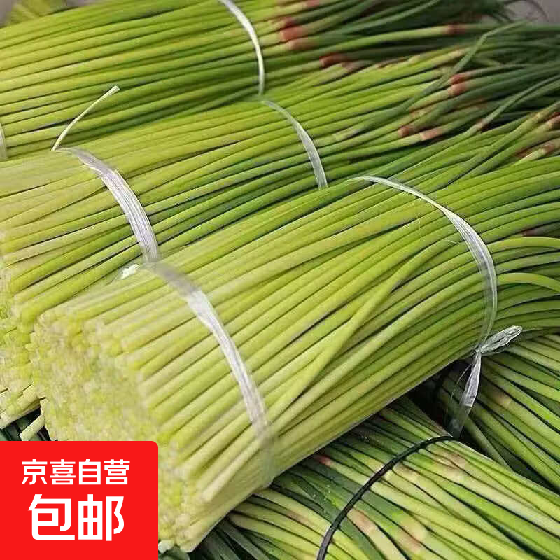 【2026新蒜苔】新鲜邳州精品长短蒜苔鲜嫩蒜薹正宗红帽白帽蒜 红帽蒜台5斤（净重4.7斤）