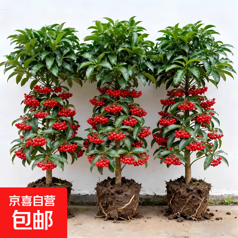 富贵子盆栽带果发货富贵籽花树苗金玉满堂耐寒冻好养植物年宵花卉 【带果】富贵籽【60-70cm】简易盆*1盆