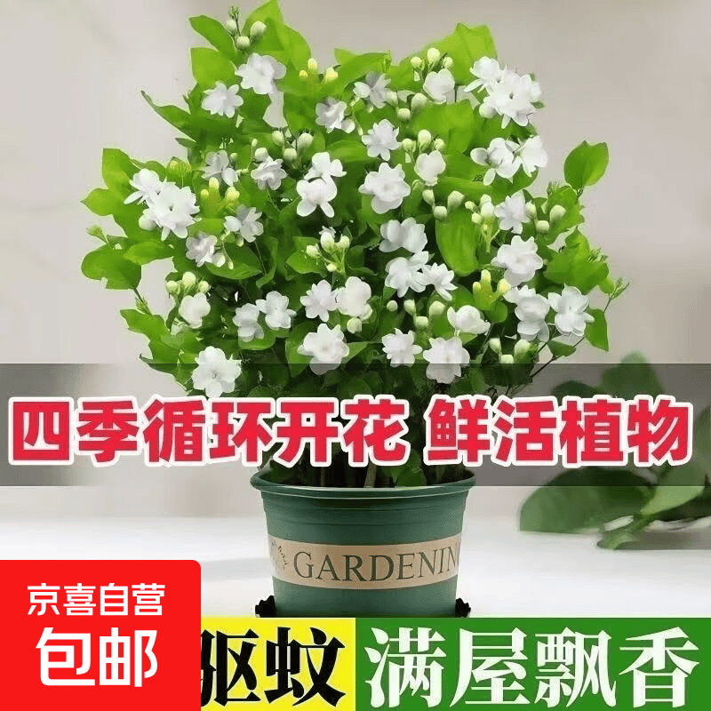 浓香型茉莉花大棵特大号老桩虎头茉莉矮桩室内庭院阳台四季开花 茉莉 1颗 送肥 新手好养