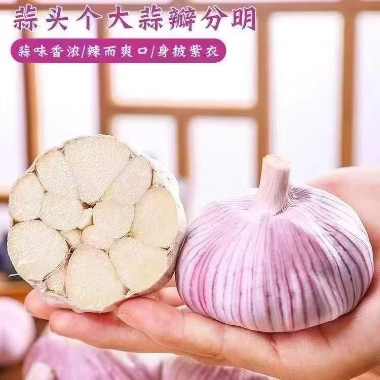 当季新鲜大蒜现挖新蒜紫白皮大蒜批发鲜蒜红皮蒜干蒜新鲜蔬菜整箱 精选5斤超值装【手工挑选】净重约为4斤+