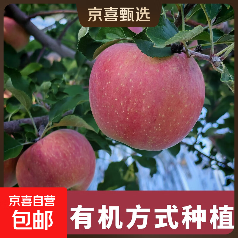 2025年苹果新鲜水果当季整箱红富士10斤现摘脆甜原生态冰糖心有机 带箱1斤2-4个果