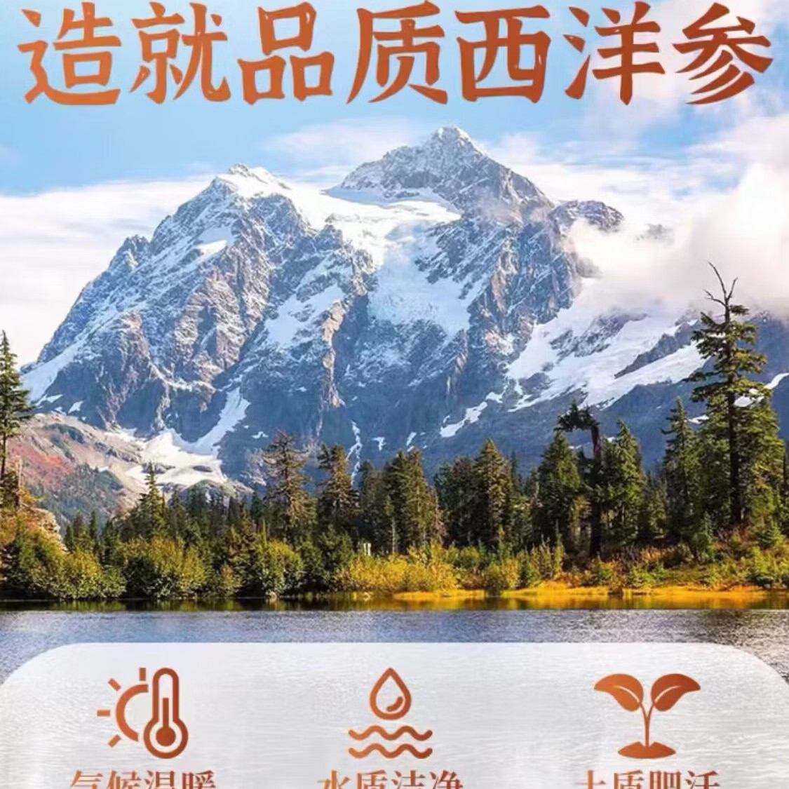 金枫参源加拿大西洋超大参片主根正切 2.0直径 加拿大进口 50g*8瓶 送400元礼品