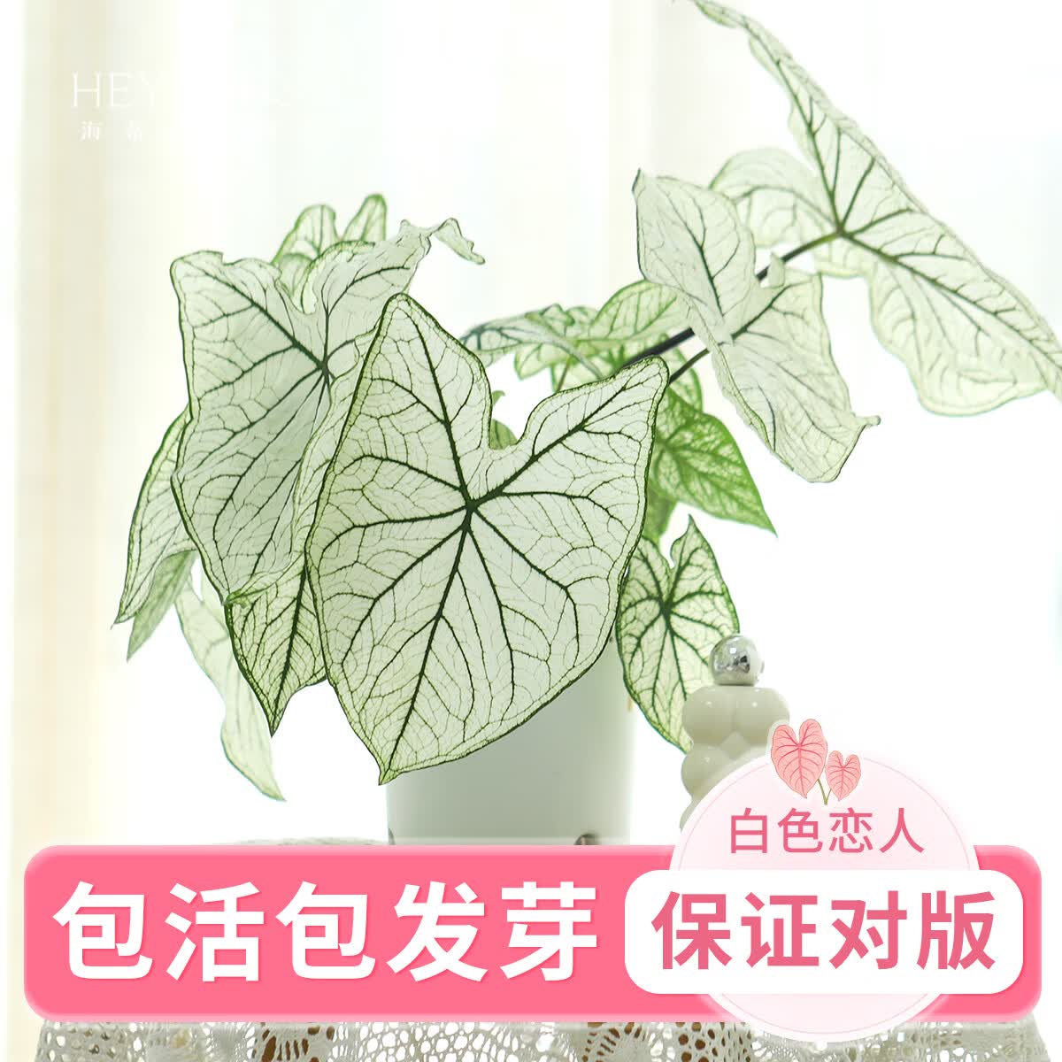 海蒂的花园彩叶芋种球球根观叶植物盆栽室内办公桌面植物易活好养绿植盆栽 彩叶芋球根白色恋人4-5【种球】