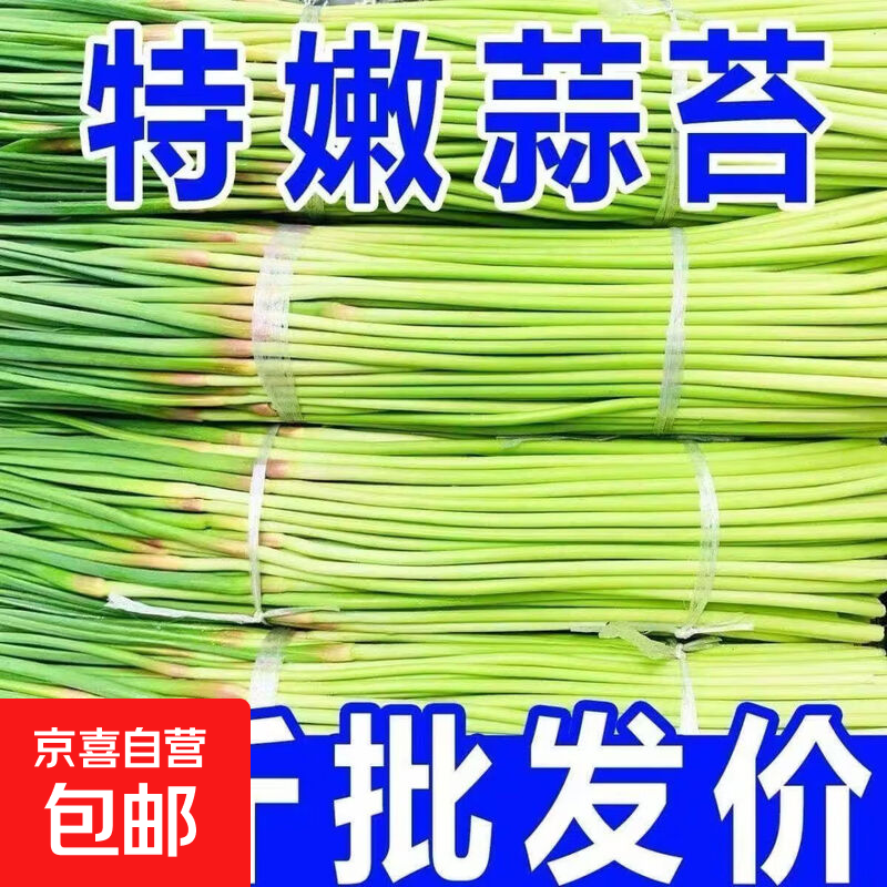特嫩蒜毫蒜苔蒜薹蔬菜鲜买菜橙子艾草辣妹蒜蓉滋润和河南民权 35-45厘米普货 带箱2斤（净重1.6斤）