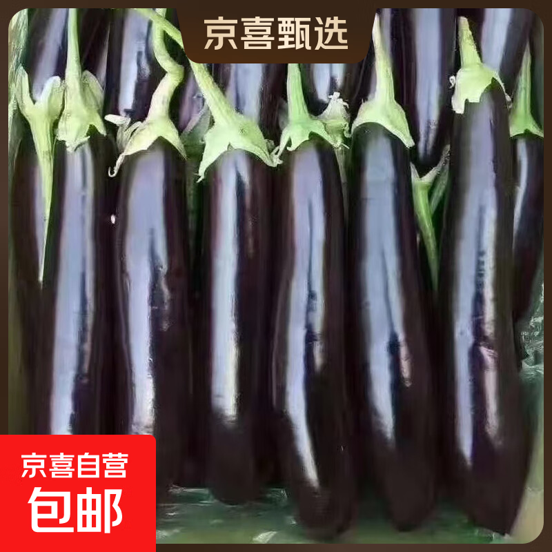 山东农家绿把紫皮长茄现摘现发新鲜嫩茄蔬菜生鲜 现摘新鲜茄子 2斤 净重
