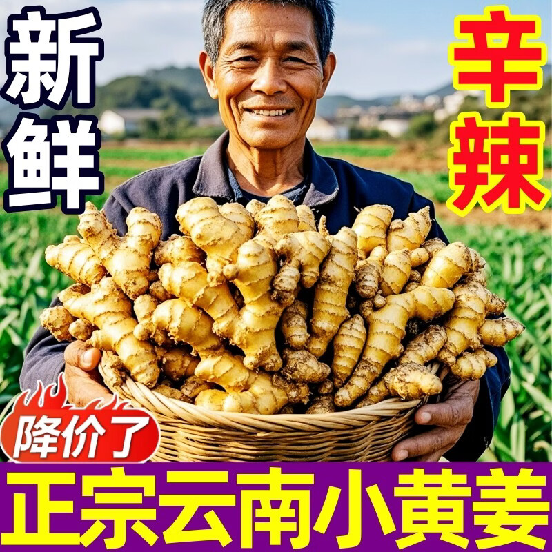 豔疅正宗云南小黄姜老姜农家精选品当季新鲜大生姜原产地直销美味直达 净重【5斤】新鲜采挖|小黄姜