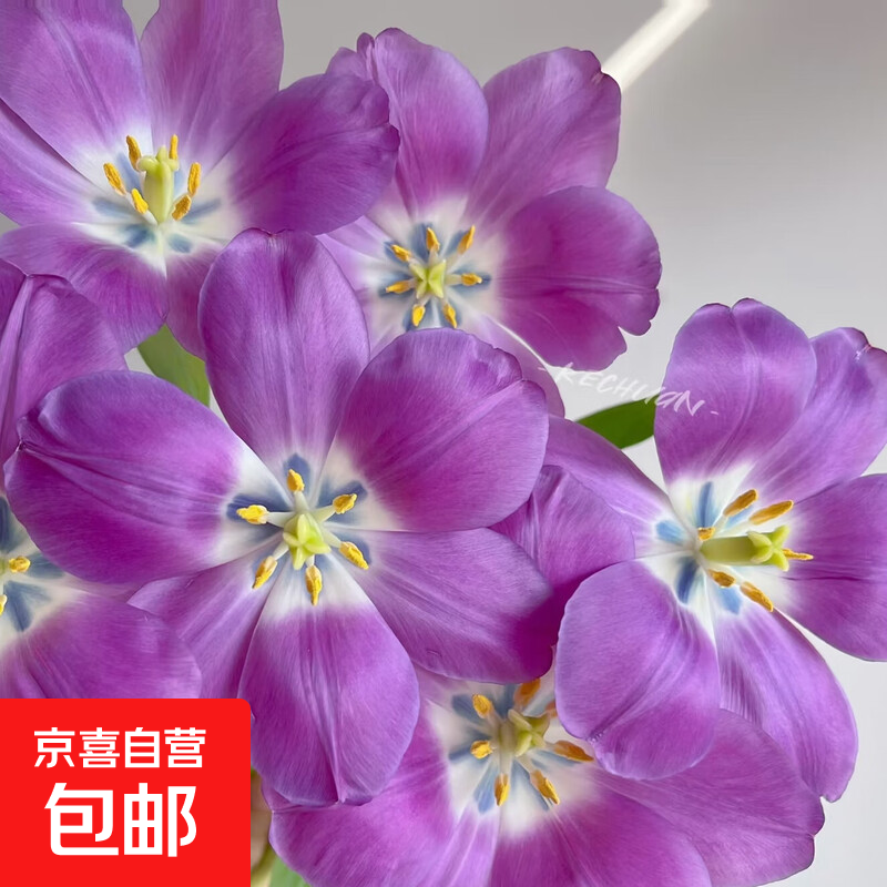 郁金香鲜花随机色云南源头直发4 【珍珠白】郁金香鲜花20枝