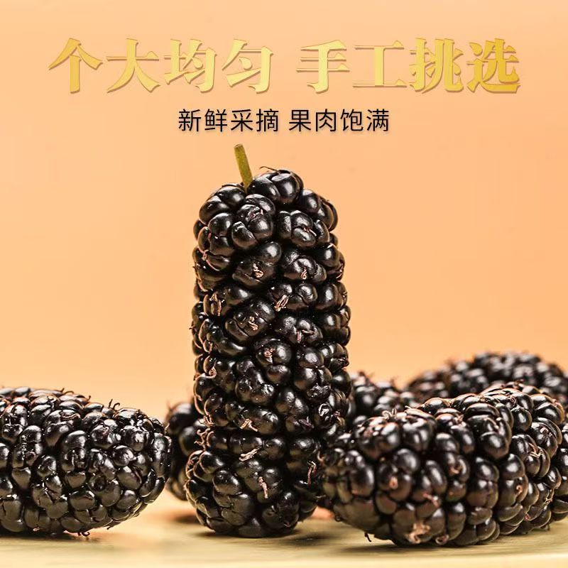 同仁堂(TRT)特级桑葚正宗新疆无糖黑色桑葚干新货免洗养生泡水卜肾壮阳黑桑葚 【特优级桑葚干】头茬大果 200g*4罐