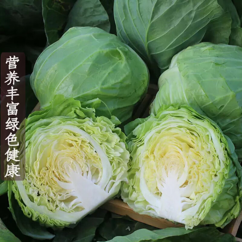 薏品甄鲜新鲜包菜卷心菜绿甘蓝生鲜蔬菜沙拉 农家自种源头直发 4.5-5斤带箱