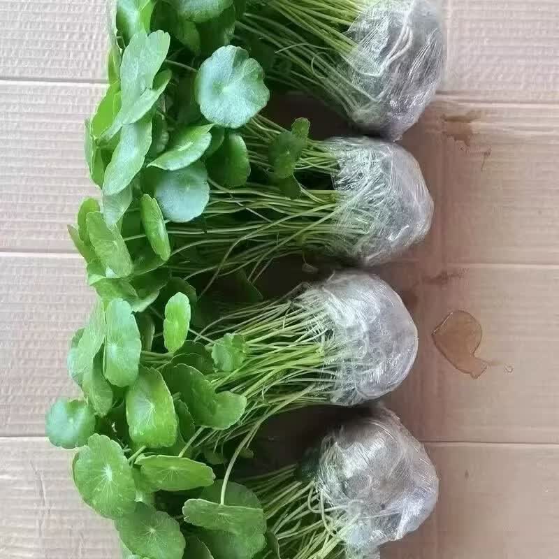 铜钱草招财办公室桌面盆栽金钱草花卉室内水培植物净化吸甲醛绿植 两颗带盆